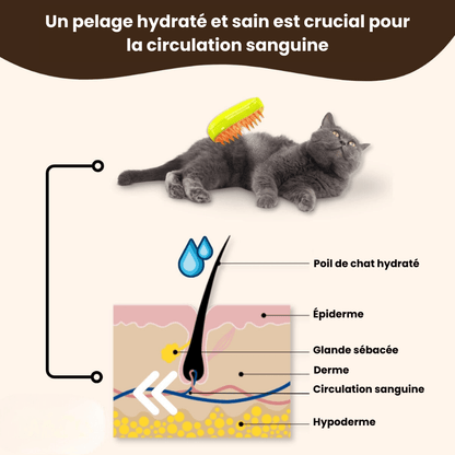 PurrSpa | La brosse vapeur révolutionnaire